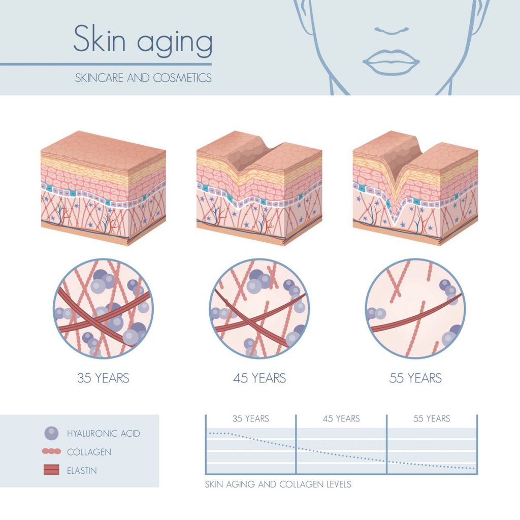 皮膚の老化