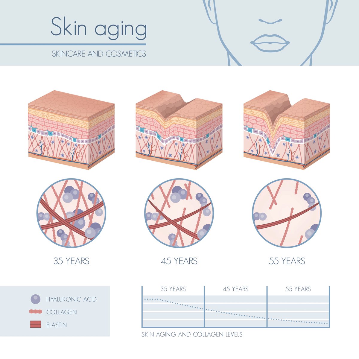 皮膚の老化現象